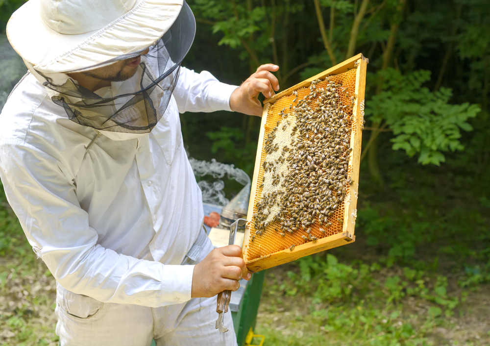 Pčelarima u Srbiji 1.500 dinara po košnici