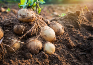 Ko seje krompir, može lepo da zaradi – prihod je 10.000 evra po hektaru, a može i više
