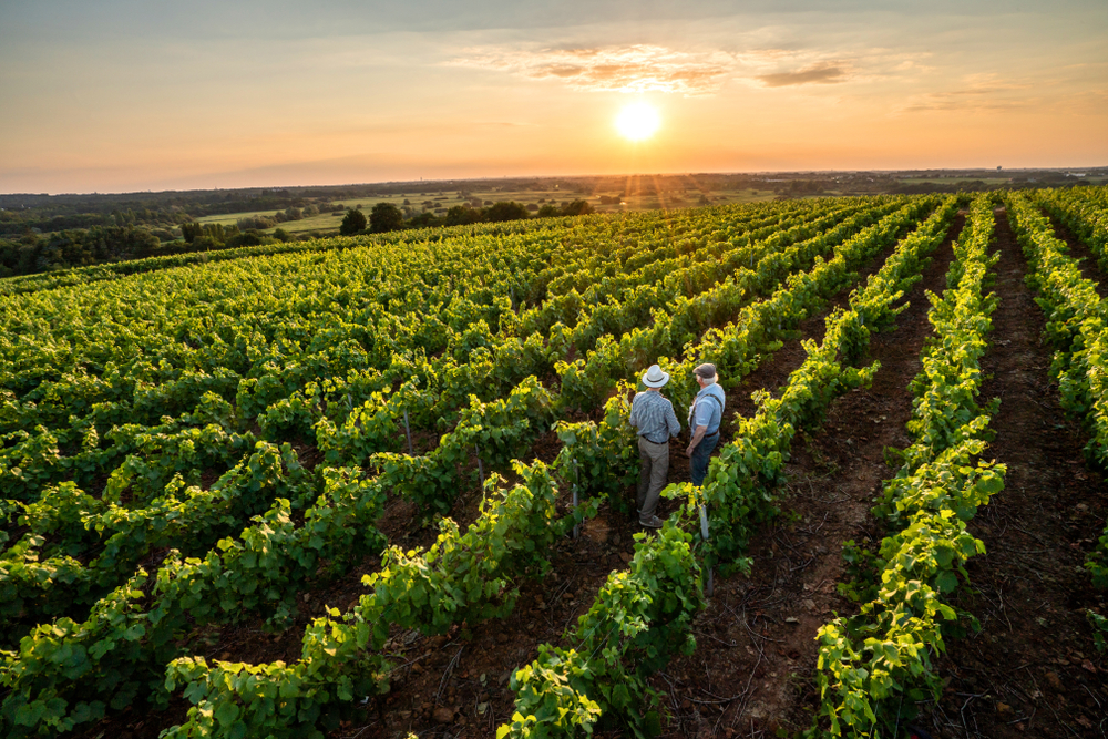 Uništavaju milione čokota vinove loze – imaju dve milijarde litara viška vina