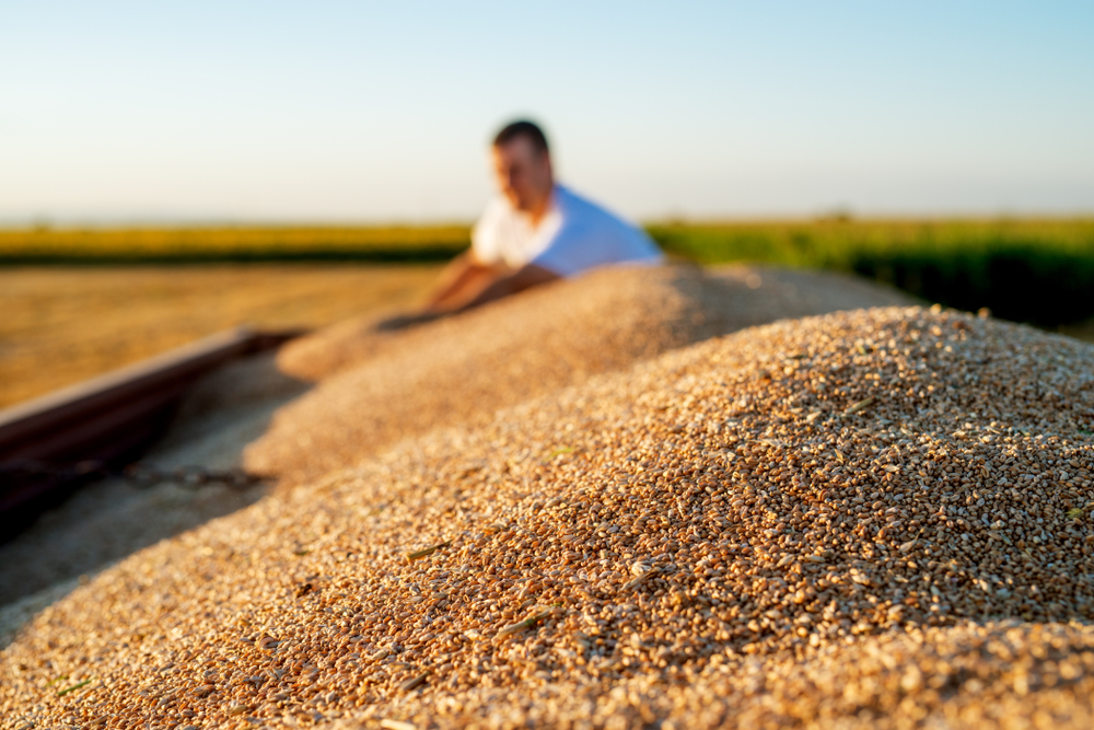 Povećan promet na Produktnoj berzi – najviše trgovano pšenicom