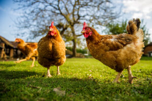 Usvojene hitne mere vlade protiv ptičjeg gripa – srpska piletina može u Kinu