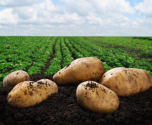 ROBA KOJA SVIMA TREBA Rusija udvostručila izvoz krompira
