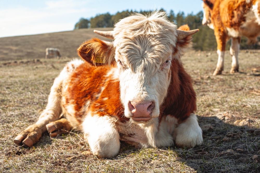 Kada je vidite shvatićete zašto je tako posebna – najskuplja krava na svetu prodata za 4,8 miliona dolara (FOTO)