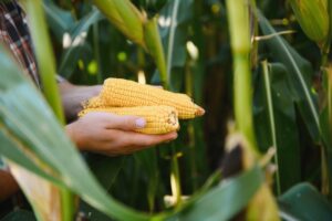 ŽETVA JE BILA LOŠA Cena kukuruza porasla na najviši nivo od početka godine