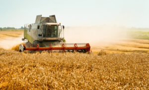 Hitni otkup 150.000 tona pšenice – Inicijativa za povećanje robnih rezervi